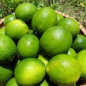 有機萊姆(有機無籽檸檬)【來自屏東/南投．外銷等級】