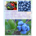 美國空運有機藍莓125g盒裝【一盒免運．團購省$4320】