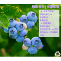 【預購】紐西蘭空運有機藍莓125g盒裝【一盒免運．團購省$5300】